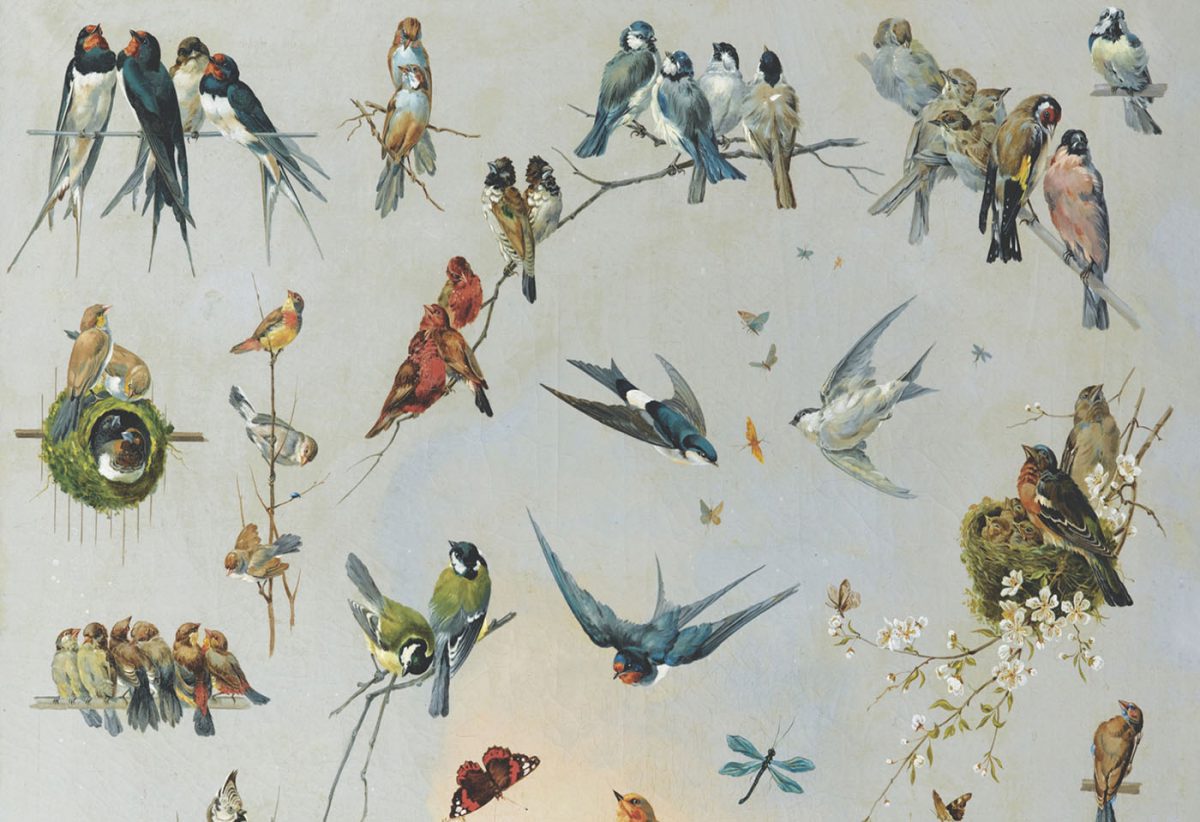 Grangette Birds