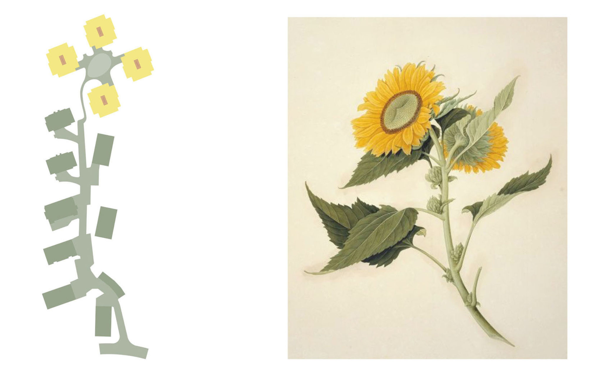 Tournesol