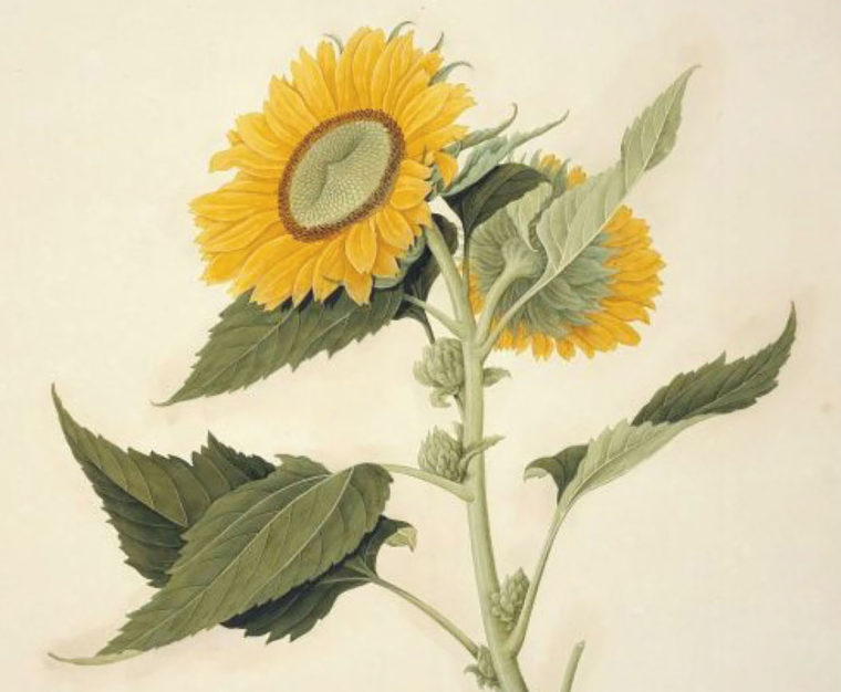 Tournesol Kopie